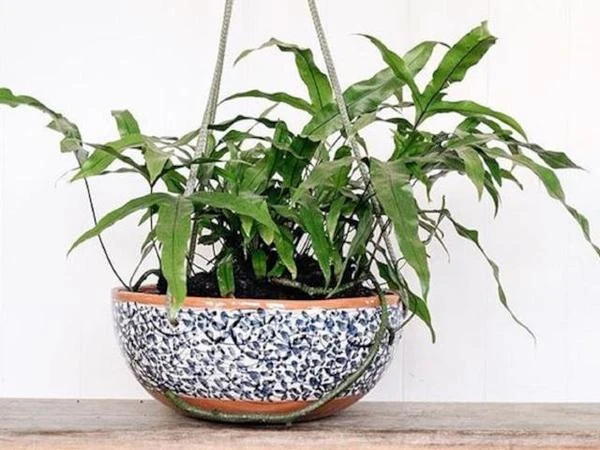 Microsorum Diversifolium - Kangaroo Fern - 85mm - Image 3