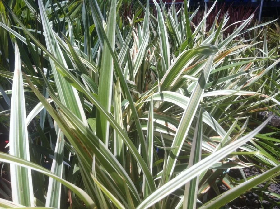 Dianella Variegata - Image 4