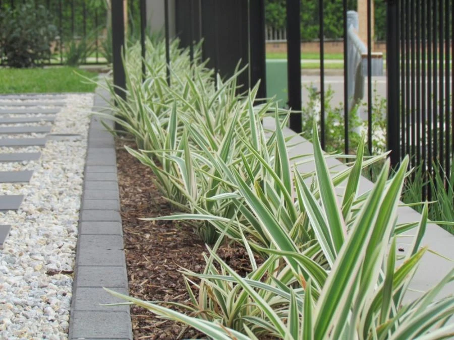 Dianella Variegata - Image 5