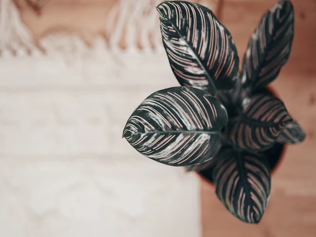 Calathea Ornata Sanderiana - Pot + Plant + Soil - Image 3