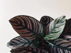 Calathea Ornata Sanderiana
