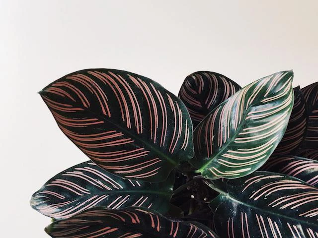Calathea Ornata Sanderiana