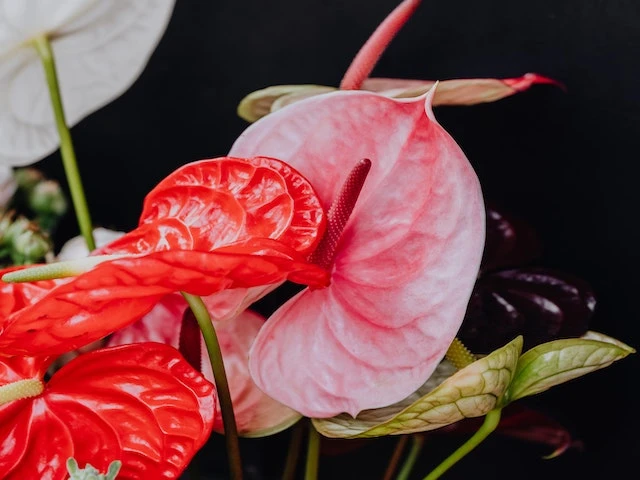 Anthurium Mixed Pack - Image 2