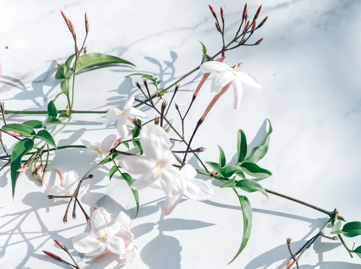 Jasmine Polyanthum Pink Jasmine Climber Pack - Image 4