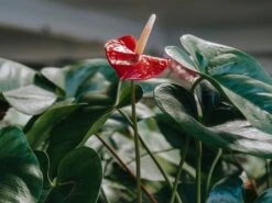 Anthurium Mixed Pack