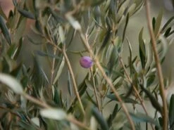 Olive Tree Olea Europaea Varieties - Large
