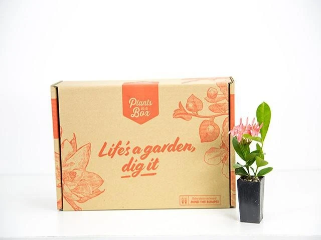 Ixora Pink Malay - Image 3