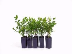 Cuphea Hyssopifolia Jocelyns Pink