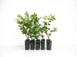 Loropetalum "White Fringe Flower"