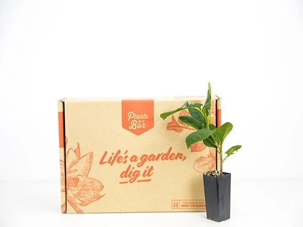 Bougainvillea Jamaican Orange - Image 3