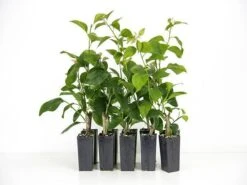 Bougainvillea Jamaican Red