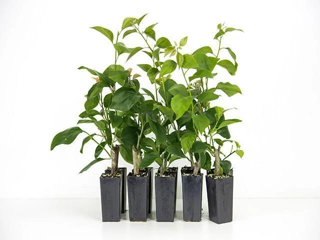 Bougainvillea Jamaican Red