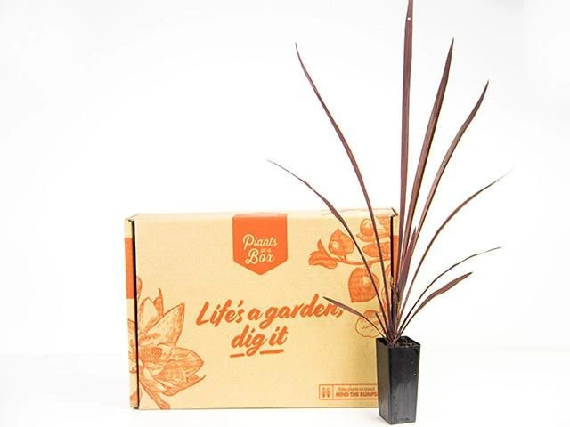 Cordyline Terminalis 'Red Sensation' - Image 5