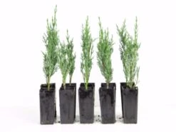 Cupressus Sempervirens 'Nitschke’s Needle'