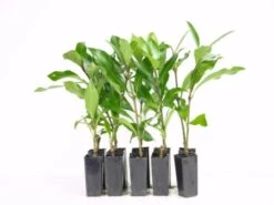 Viburnum Odoratissimum Emerald Jewel