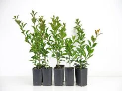 Syzygium Australe 'Bush Christmas'