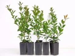 Syzygium Elegance Lilly Pilly