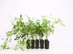 Pandorea Jasminoides Alba