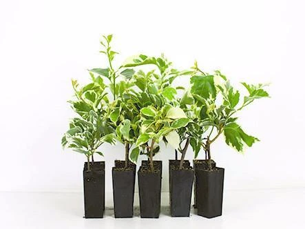 Bougainvillea Evita - Image 2