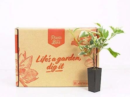 Bougainvillea Evita - Image 3