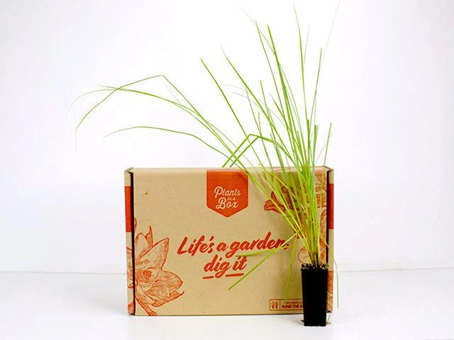 Carex Appressa - Image 5