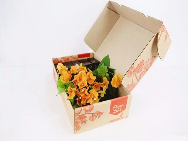 Assorted Box Of Bougainvillea Plants - Large - Image 10