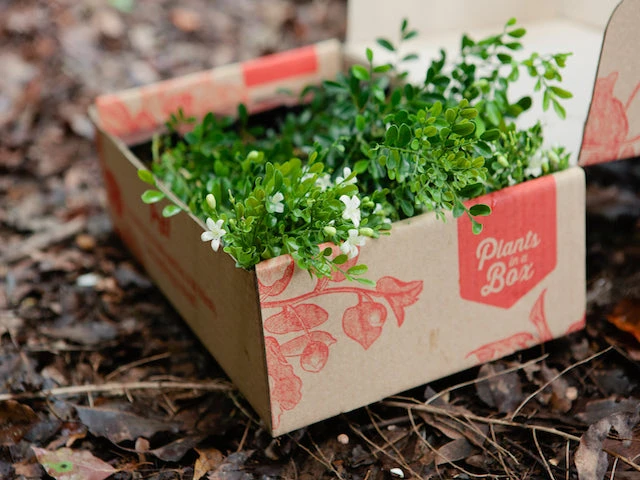 Murraya Min-a-Min Dwarf Hedging Pack - Image 2