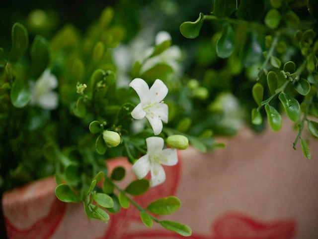 Murraya Min-a-Min Dwarf Hedging Pack - Image 6