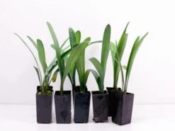 Clivia Miniata Belgium Hybrid