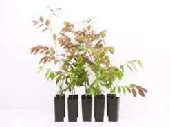 Breynia Cernua Ironstone Range