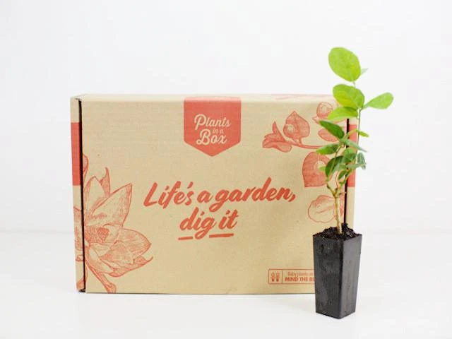 Jasminum"Chinese Emperor" - Image 3