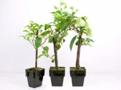 Bougainvillea Clifton Belle - 85mm