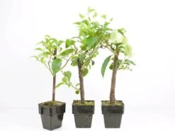 Bougainvillea White Cascade - 85mm