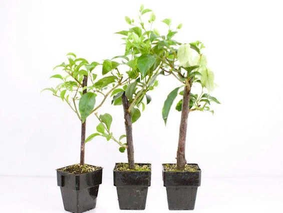 Bougainvillea Orange Glory - 85mm - Image 2