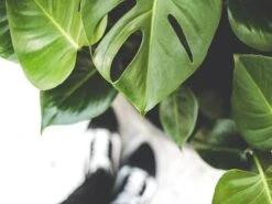 Monstera Deliciosa Tauerii - 85mm