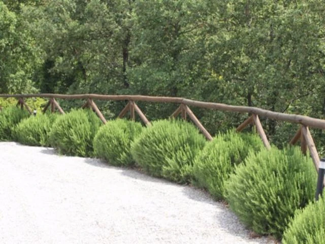 Rosemary Rosmarinus Officinalis - Image 5