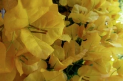 Bougainvillea Saffron