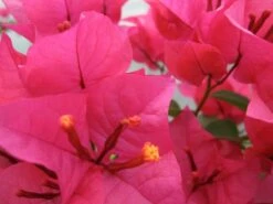 Bougainvillea Salsa - 85mm
