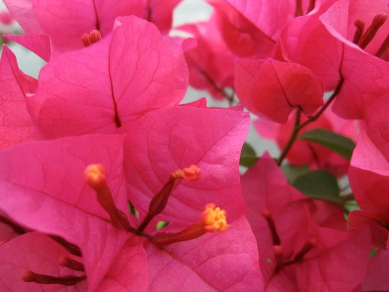Bougainvillea Salsa - Image 2