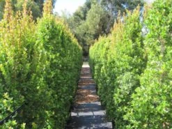 Syzygium "orange Twist"