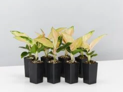 Aglaonema - Red Fountain Houseplant Pack