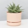 Aloe White Beauty - Pot + Plant