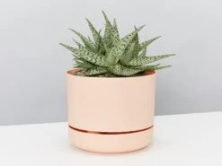 Aloe White Beauty - Pot + Plant