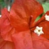 Bougainvillea Starfire